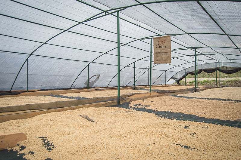 Organic Honduras Manos De Mujer