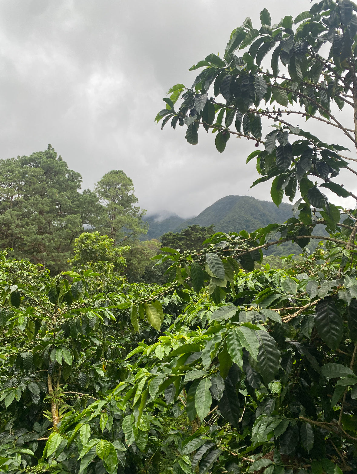 Panama Geisha: Altieri Estate